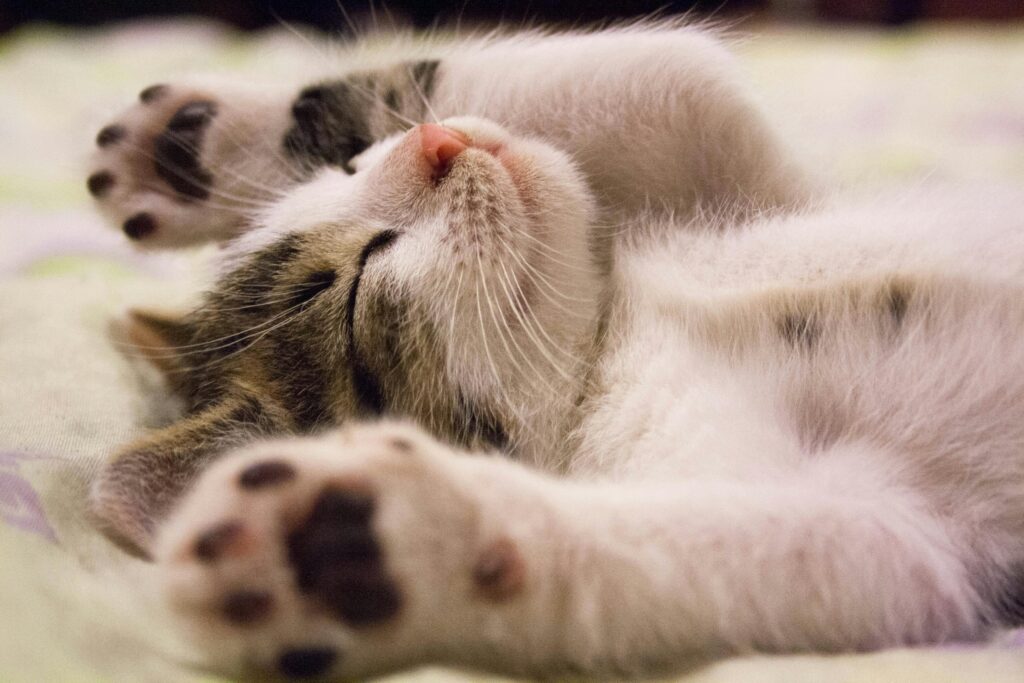 a cat lying down