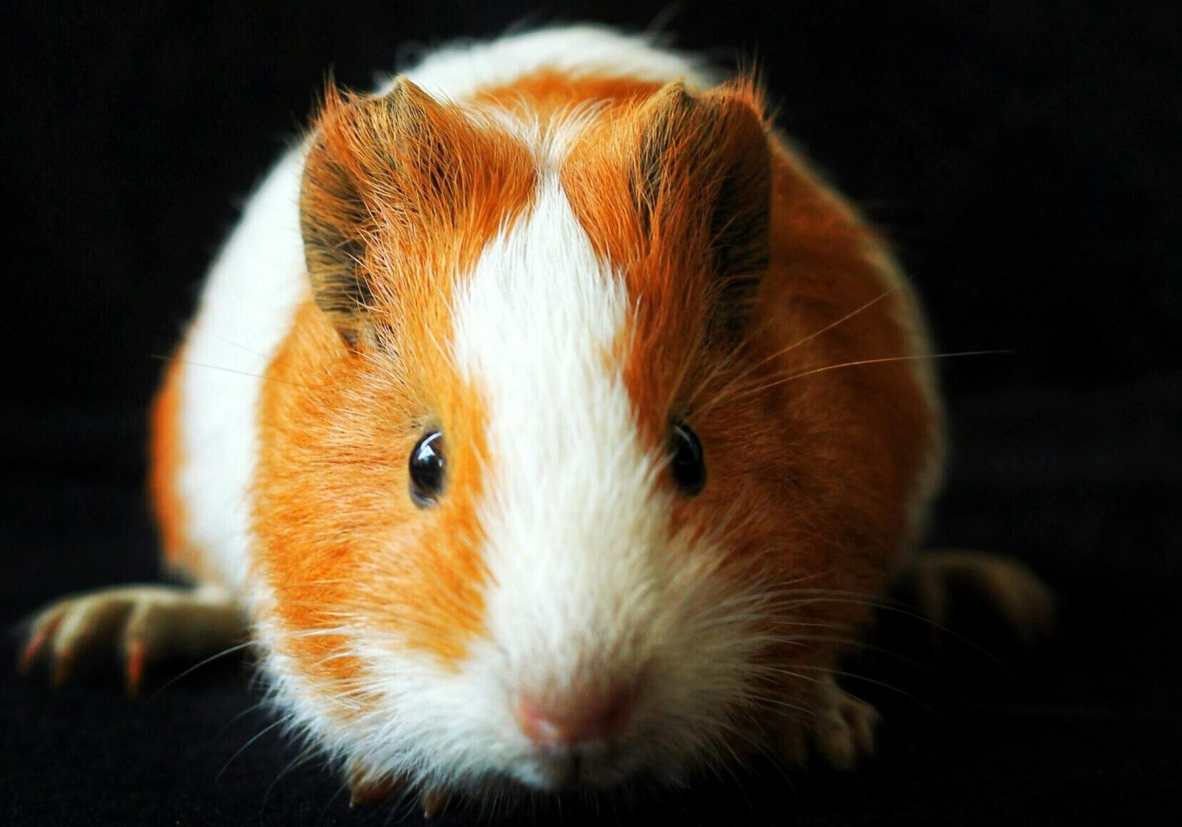 cute hamster