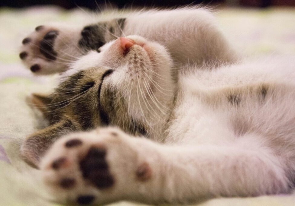 a cat lying down